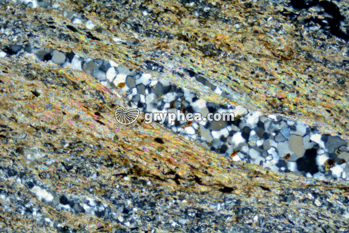 Micaschiste à cordiérite (Agly) LPA x25 - gryphea.com